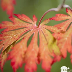 Truffaut Plantes De Terre De Bruyère | - Acer japonicum : touffe, ctr 3 L - Variétés variables