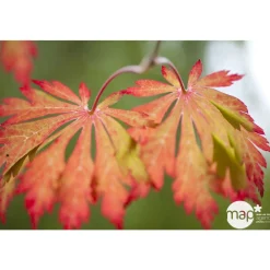 Truffaut Plantes De Terre De Bruyère | - Acer japonicum : touffe, ctr 3 L - Variétés variables