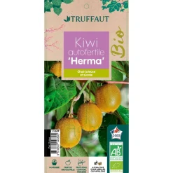 Truffaut - Actinidia 'Herma' AB : pot 3L Hot