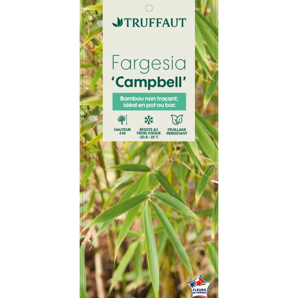 Truffaut - Bambou non-traçant fargesia robusta 'Campbell': pot de 12 litres Sale
