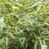 Truffaut - Bambou non-traçant fargesia robusta 'Pingwu': pot de 12 litres New