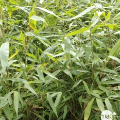 Truffaut - Bambou non-traçant fargesia robusta 'Pingwu': pot de 12 litres New