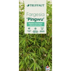 Truffaut - Bambou non-traçant fargesia robusta 'Pingwu': pot de 12 litres New