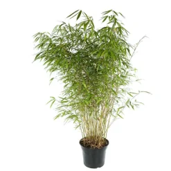 Truffaut - Bambou non-traçant fargesia robusta 'Pingwu': pot de 12 litres New