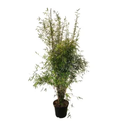 Truffaut Bambous | - Bambou non-traçant fargesia angustissima: pot de 12 litres