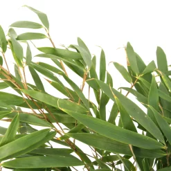 Truffaut Bambous | - Bambou non-traçant fargesia robusta 'Pingwu': pot de 5 litres