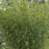 Truffaut Bambous | - Bambou non-traçant fargesia angustissima: pot de 30 litres