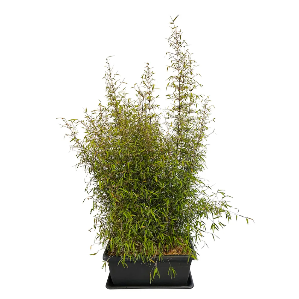 Truffaut Bambous | - Bambou non-traçant fargesia angustissima: pot de 30 litres