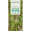 Truffaut Bambous | - Bambou non-traçant fargesia scabrida 'Asian Wonder'- pot de 5L