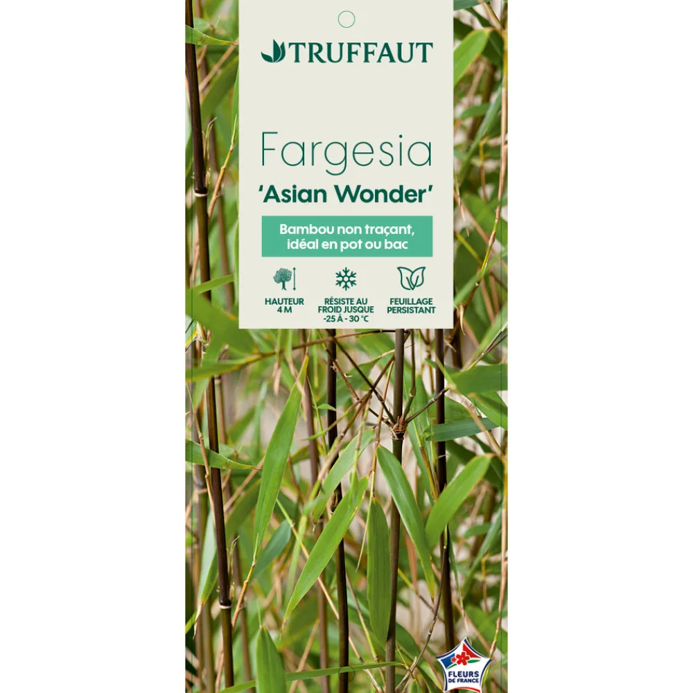 Truffaut Bambous | - Bambou non-traçant fargesia scabrida 'Asian Wonder'- pot de 5L