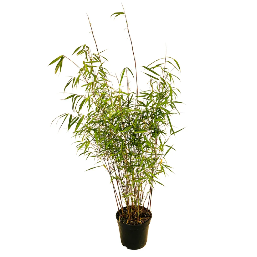 Truffaut Bambous | - Bambou non-traçant fargesia scabrida 'Asian Wonder'- pot de 5L