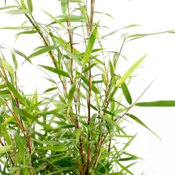 Truffaut - Bambou non-traçant fargesia scabrida 'Asian Wonder': pot de 24 litres Discount
