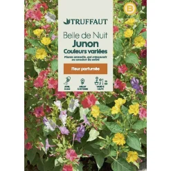 Truffaut - Belle de nuit Junon - couleur variée : en sachet Discount