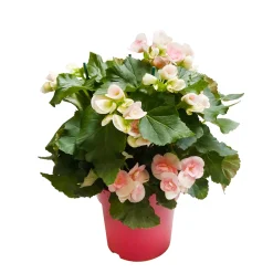 Truffaut Plantes Fleuries | - Bégonia : 2 pieds, D17cm - Coloris variables