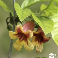 Truffaut - Bignonia capreolata : C6L Sale
