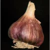 Truffaut - Bulbes d' Ail Germidour +60 en filet de 250g Online