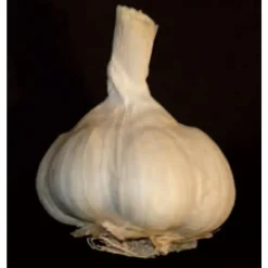 Truffaut - Bulbes d'ails blancs 'Thérador' en filet - 250 g Online