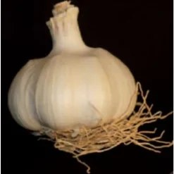Truffaut Pommes De Terre, Ails, Oignons, Échalotes | - Bulbes d' Ail Thermidrome +60 en filet de 250G