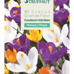 Truffaut Bulbes De Fleurs | - Bulbes de crocus à grandes fleurs - x40