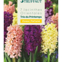 Truffaut - Bulbes de jacinthes 'Blend' - x7 Hot