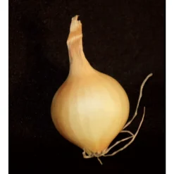 Truffaut Pommes De Terre, Ails, Oignons, Échalotes | - Bulbes d'oignons jaunes en filet - 500 g