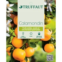Truffaut Plantes Méditerranéennes | - Calamondin, 1/4 Tige - Pot 4/5L