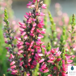 Truffaut - Calluna vulgaris 'Athena':conteneur 1 litre Hot