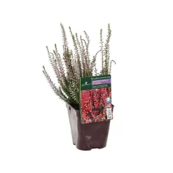 Truffaut - Calluna vulgaris 'Athena':conteneur 1 litre Hot