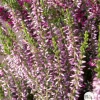 Truffaut Plantes De Terre De Bruyère | - Calluna vulgaris 'Rosita':conteneur 1 litre