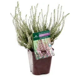 Truffaut Plantes De Terre De Bruyère | - Calluna vulgaris 'Rosita':conteneur 1 litre