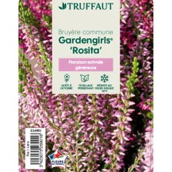 Truffaut Plantes De Terre De Bruyère | - Calluna vulgaris 'Rosita':conteneur 1 litre