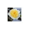 Truffaut Plantes De Terre De Bruyère | - Camellia brushfields Yellow : H.40/50cm 3L
