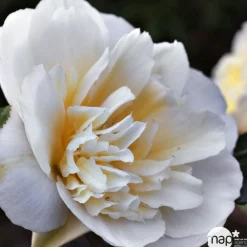 Truffaut Plantes De Terre De Bruyère | - Camellia brushfields Yellow : H.40/50cm 3L