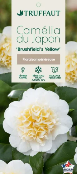 Truffaut Plantes De Terre De Bruyère | - Camellia brushfields Yellow : H.40/50cm 3L