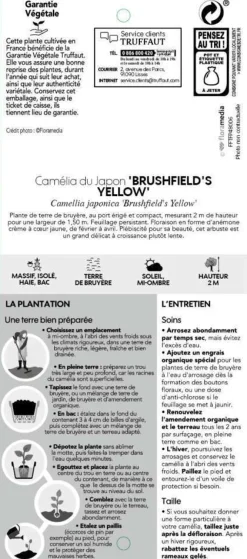 Truffaut Plantes De Terre De Bruyère | - Camellia brushfields Yellow : H.40/50cm 3L