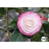 Truffaut - Camellia 'Désir' : H 40/50 cm, ctr 3-4 Litres Best