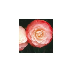 Truffaut - Camellia 'Désir' : H 40/50 cm, ctr 3-4 Litres Best