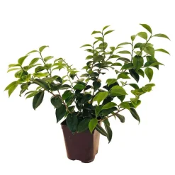 Truffaut - Camellia 'Désir' : H 40/50 cm, ctr 3-4 Litres Best
