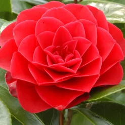 Truffaut - Camellia japonica 'Roger Hall ': H. 40/50 cm ctr 3L