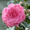 Truffaut Plantes De Terre De Bruyère | - Camellia japonica 'Spring Formal ': conteneur 3 litres