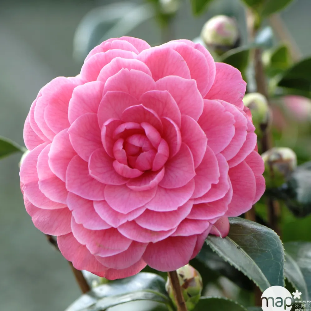 Truffaut Plantes De Terre De Bruyère | - Camellia japonica 'Spring Formal ': conteneur 3 litres
