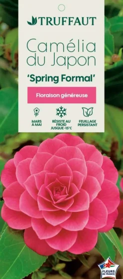 Truffaut Plantes De Terre De Bruyère | - Camellia japonica 'Spring Formal ': conteneur 3 litres