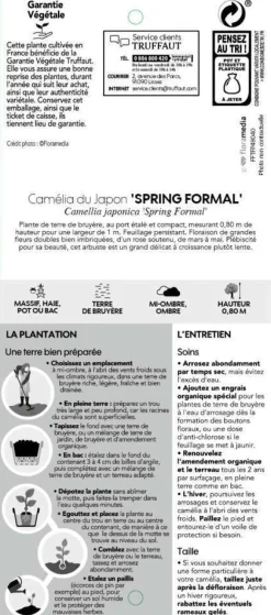 Truffaut Plantes De Terre De Bruyère | - Camellia japonica 'Spring Formal ': conteneur 3 litres
