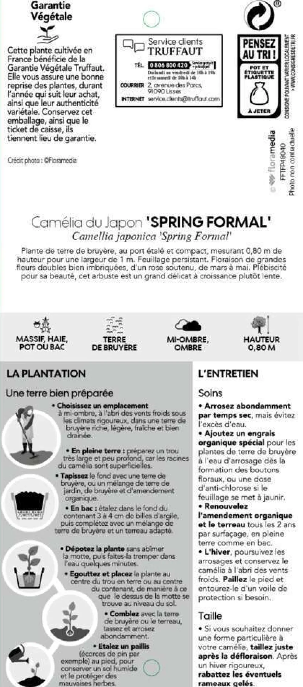 Truffaut Plantes De Terre De Bruyère | - Camellia japonica 'Spring Formal ': conteneur 3 litres