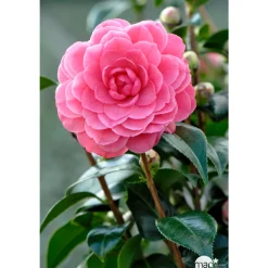 Truffaut Plantes De Terre De Bruyère | - Camellia japonica 'Spring Formal ': conteneur 3 litres