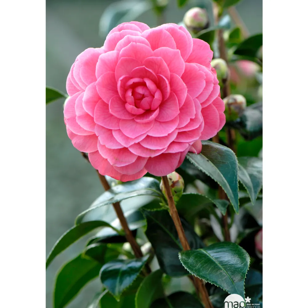 Truffaut Plantes De Terre De Bruyère | - Camellia japonica 'Spring Formal ': conteneur 3 litres