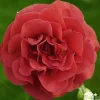 Truffaut - Camellia japonica 'Tom Knudsen ': H. 60/70 cm ctr 7L Hot