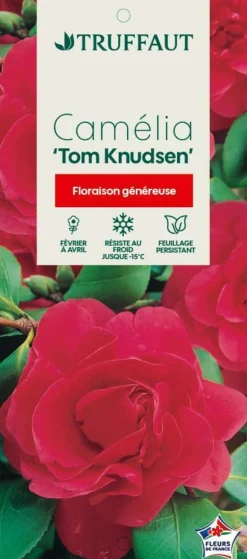 Truffaut - Camellia japonica 'Tom Knudsen ': H. 60/70 cm ctr 7L Hot