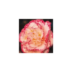 Truffaut - Camellia 'Margaret Davis', H 40/50 cm, contneur 3 Litres Hot