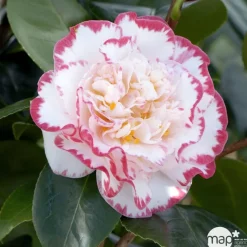 Truffaut - Camellia 'Margaret Davis', H 40/50 cm, contneur 3 Litres Hot